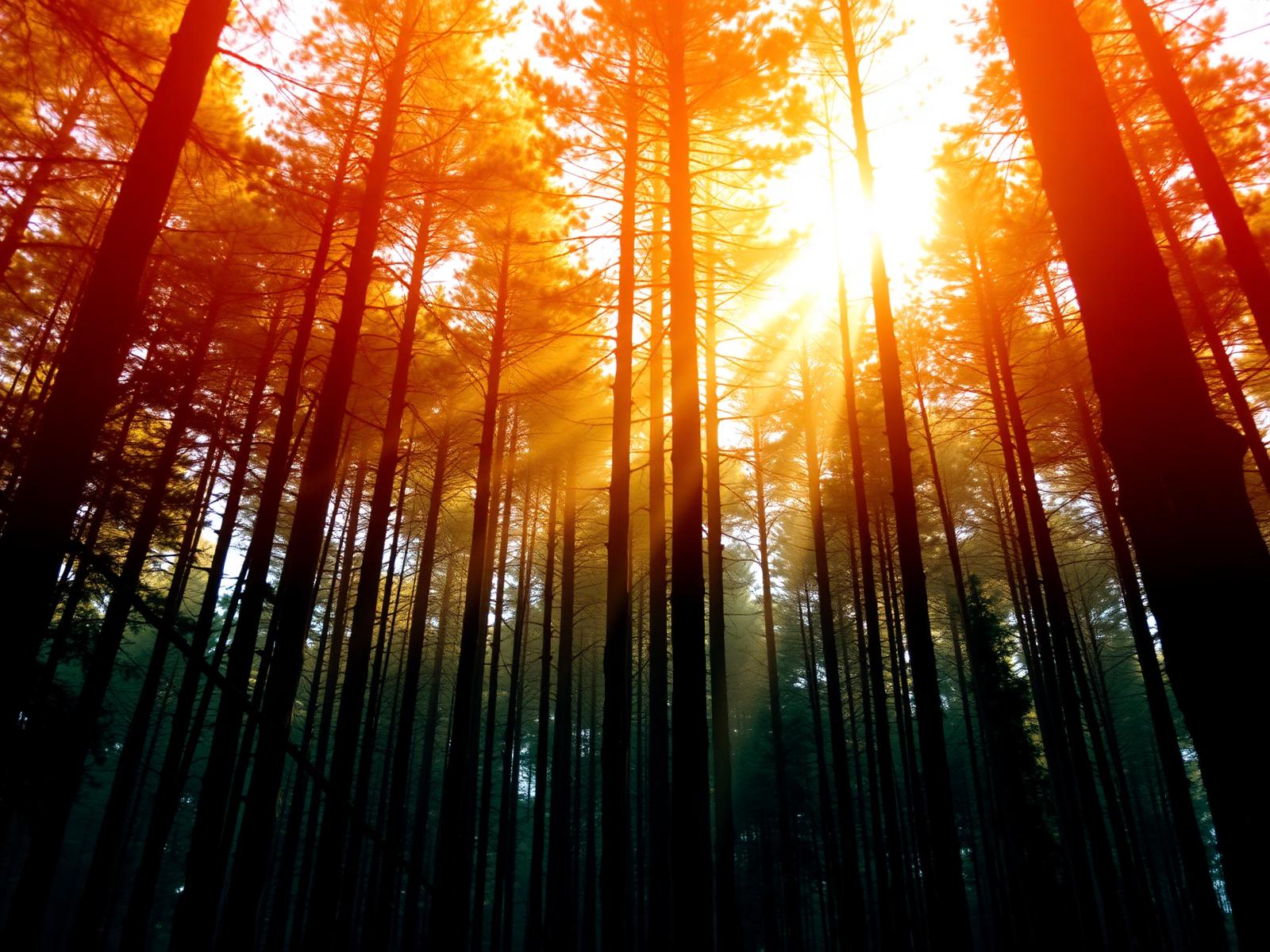 Light through tall pine forest between Lava and Loleygaon